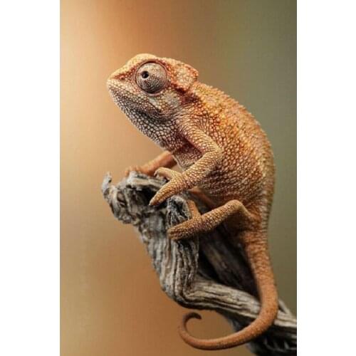 YIKEE diamond painting Chameleon,5d diamond art,diamond paintings mosaic picture K240