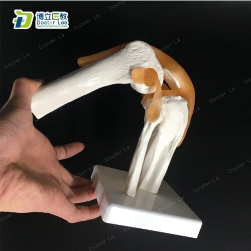 Human Functional Knee Joint Model with Ligament Life Size for Medical Teaching Learning Clinic Demonstration Kids Learning