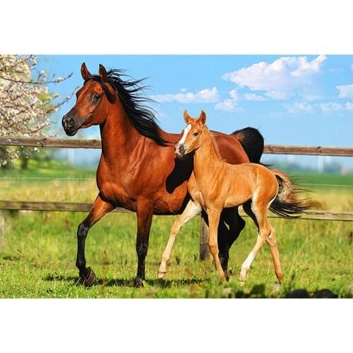 KEXINZU Full Square/Round Drill 5D DIY Diamond Painting "Animal horse" Embroidery Cross Stitch 5D Home Decor Gift Y6466