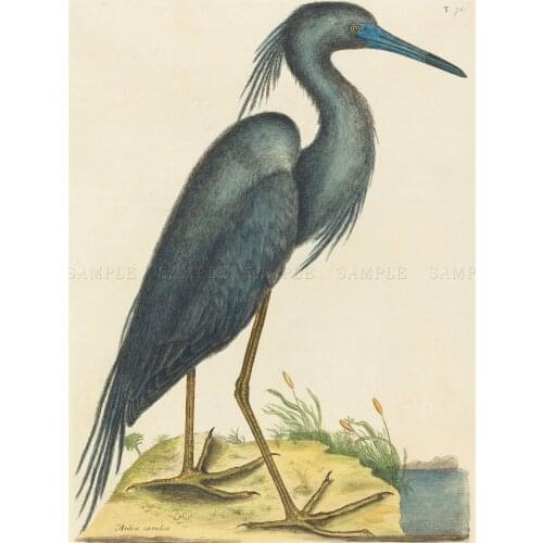 MARK CATESBY ENGLISH BLUE HERON ZOOLOGY Art print Silk poster Home Wall Decor
