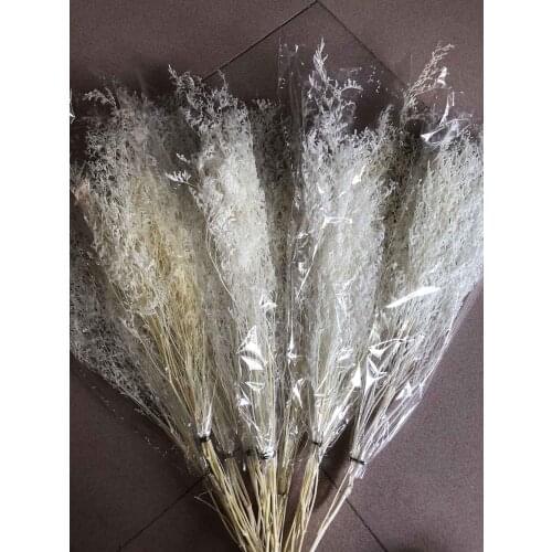 10 Bundle Dried Bleached Preserved White Codariocalyx Motorius Flower For Wedding Party Home Hotel Decoration DIY Bouquet Making