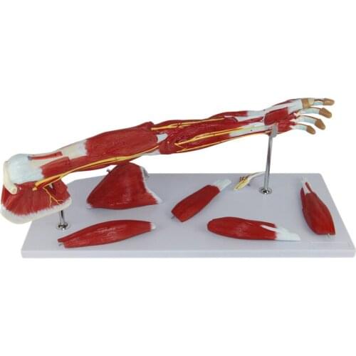 Upper Limb Muscle Anatomy Model Arteriovenous Muscle Anatomy Model Human Body Sports Rehabilitation Teaching Training