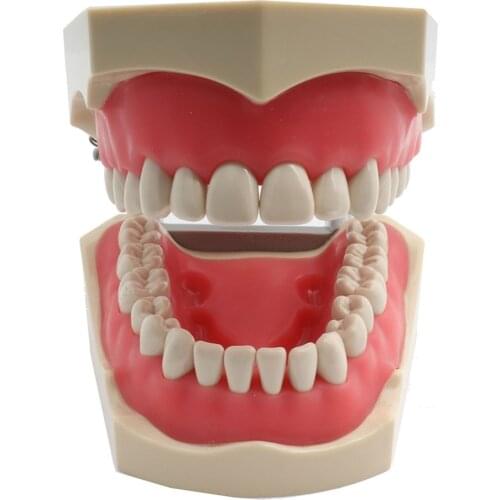 Dental Model Dental Teeth Model ADC Accredited Model Dental Teaching Model Demonstration Tooth Model With 32 Screw-in Teeth