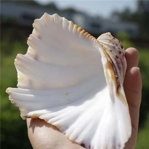 Large conch shell Home Decoration fruit plate