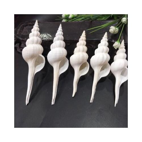 Long spiral 12-22 cm window decoration landscaping Mediterranean decoration wholesale conch shell