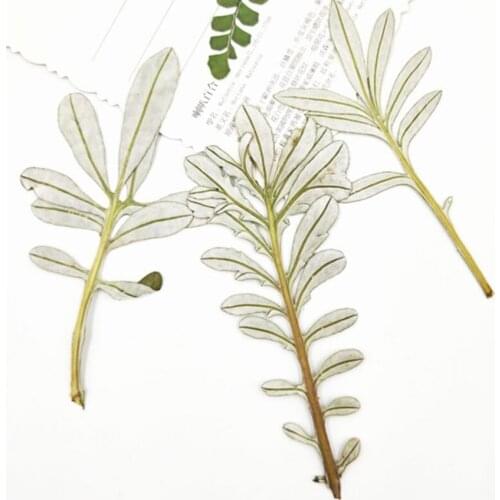 60pcs Pressed Dried Gazania rigens Moench Leaves Plant Herbarium For Jewelry Postcard Invitation Card Phone Case Bookmark DIY