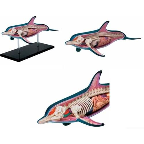 Kids Science Educational Toys 18 Parts Assembled Dolphin Anatomy Model Removable Animal Anatomical Model 4D Transparent Inside