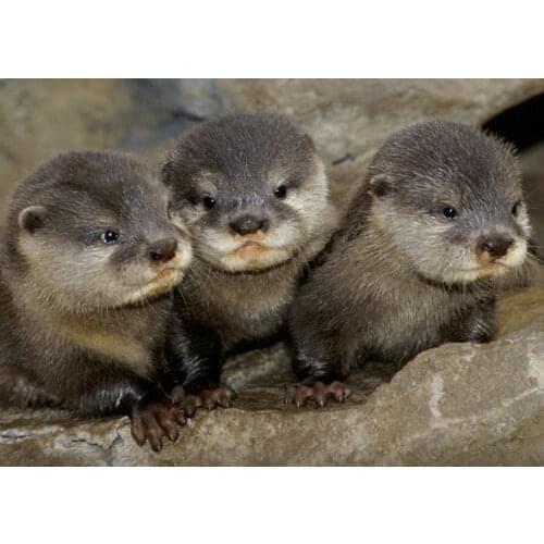 Three Baby Otters Art print Silk poster Home Wall Decor
