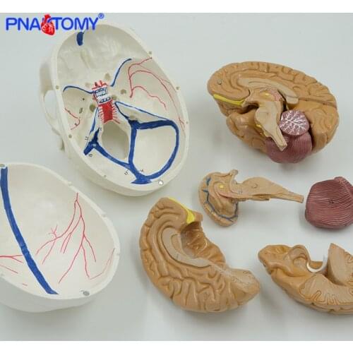 Skull model with blood vessel together with 8 pars brain anatomy model natural size professional anatomical tool medical teachin