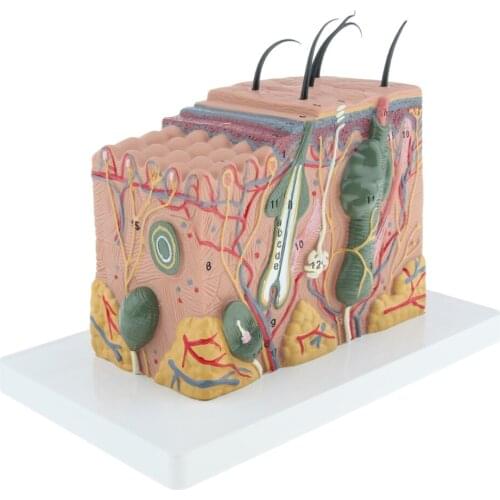 35x Human Skin Subcutaneous Tissue Model Enlarged Human Anatomical Skin Model Educational Lab Tools Medical Teaching Props