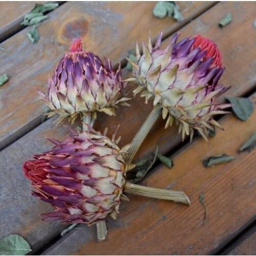 3pcs Dried Hylocereus undatus (Haw.) Britton et Rose Flower For Craft Gift Material Accessory Decoration DIY Flower Making