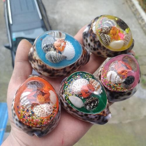 3pcs Natural large shell conch shell handmade creative gifts tabby shell artificial amber furnishings