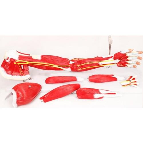 Upper Limb Muscle Anatomy Model Human Body Motion System Muscle Structure Model Medical Teaching Tools BIX-A1101
