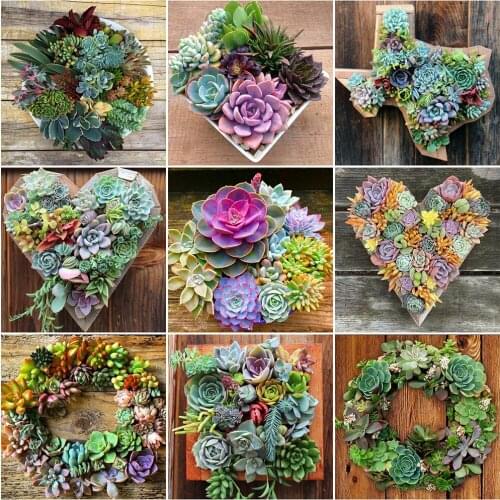MomoArt Diamond Painting Succulents Crafts Diamond Embroidery Flower Full Drill Square Mosaic Cross Stitch Kits Home Decoration