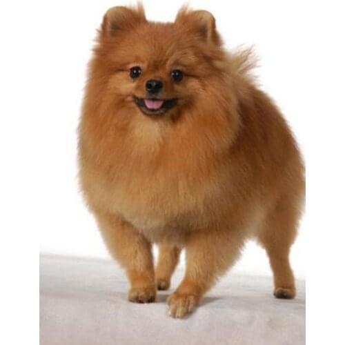 Diamond embroidery Pomeranian dog full square 5d diy diamond Painting Cross Stitch Needlework diamond mosaic wall sticker TY568