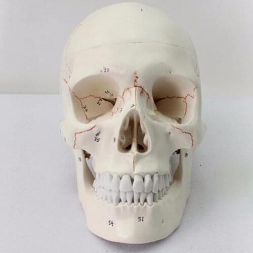 Life Size Human Skull Model Anatomical Anatomy Medical Teaching Skeleton Head Studying Teaching Supplies