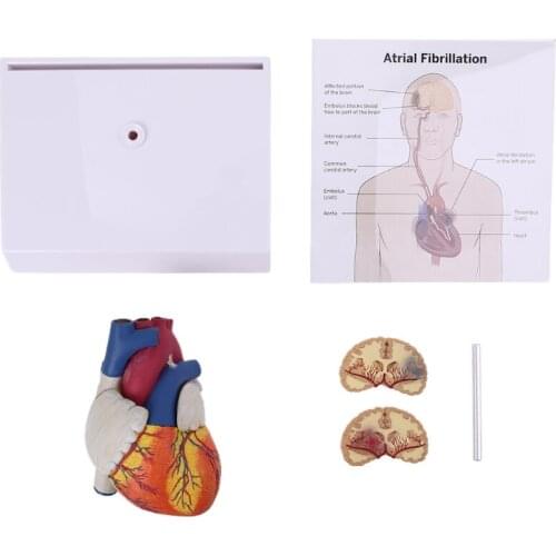 Life Size Disassembled Anatomical Human Heart Anatomy Model for Science Resources Study Display Teaching Tool