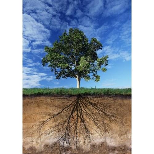 Tree and Root System Art Film Print Silk Poster Home Wall Decor 24x36inch