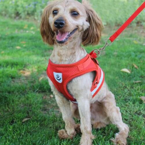 Adjustable Cat Dog Harness Vest Walking Lead Leash For Puppy Dogs Collar Polyester Mesh Harness For Small Medium Dog Cat Pet