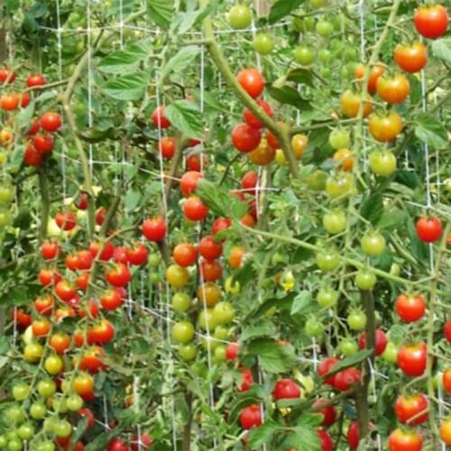 Trellis Net for Plant Heavy-duty Polyester Plant Support Vine Climbing Hydroponics Garden Twine CLH@8