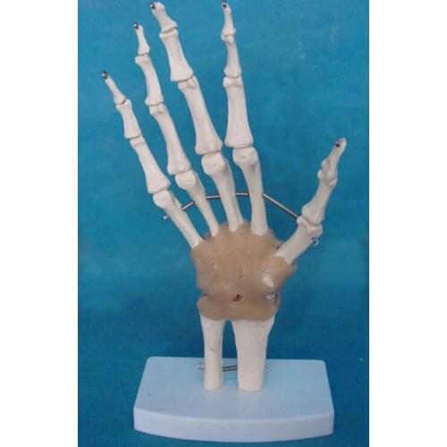 1:1 Size Natural Big Human Hand Model Hand Joint Model with Ligaments Hand Joint Bone Skeleton Model Medical Teaching Mold
