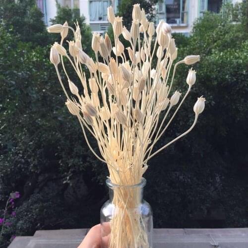 60-70 flower head/Bouquet,Natural Dried Campanula Flower,Eternal Display arrange flowers for Wedding Home Decoration Accessories