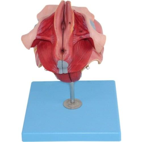 Female internal and external reproductive organ model female reproductive health gynecology obstetrician teaching mold