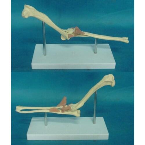 Dog Elbow model animal teaching model Veterinary appliances free shipping