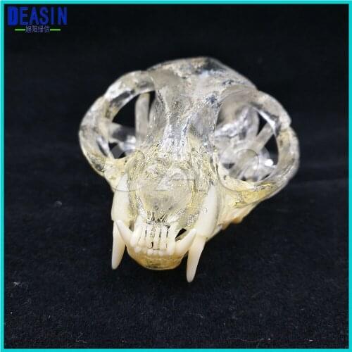 Cat Tooth Model Teaching Dental Teeth Model Catamount cats teeth Cat Dentition Model