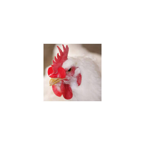 No Hole Creative Chicken Eyes Glasses Livestock Avoid Hen Peck Each Other Farm Supplies 100pcs/lot