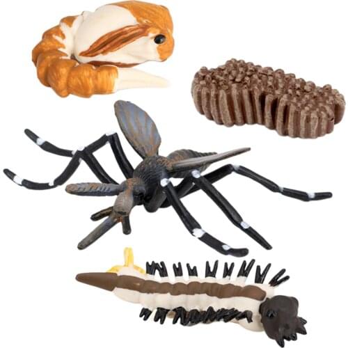 Kids Insect Growth Model Playset Learning Biology Toys Themed Party