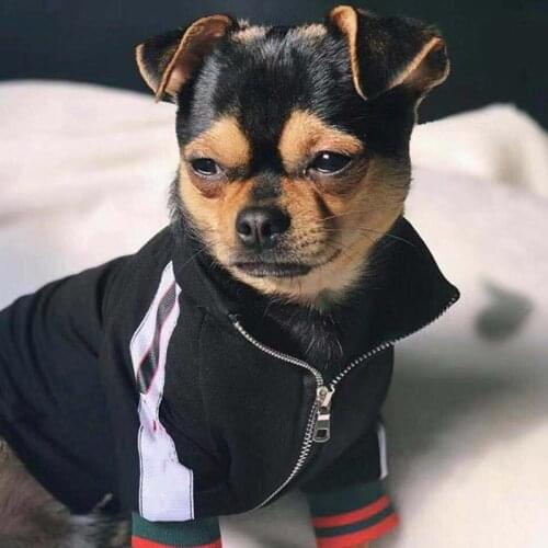 Luxury Designer Dog Clothes Soft Cotton Hoodies Outfit for Small Dogs Teddy Clothing Puppy Coat Winter Warm Dog Costumes