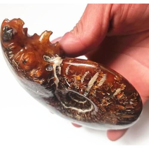 Fossil specimens of ancient Marine life natural quartz crystal ammonites family feng shui decoration