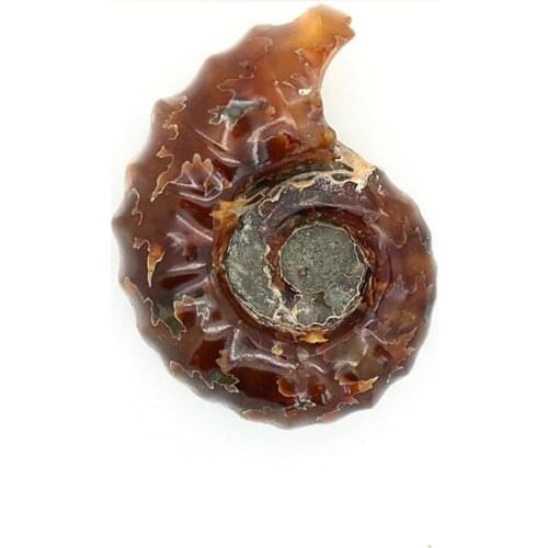 Need Morocco Full jade snail fossil specimens of high-end gift boutique teaching fossil collections yhl06