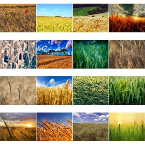 Diy Diamond Painting Wheat Field Plant Diamond Round Diamond Decoration Customizable Wall Art Decoration Frameless Style