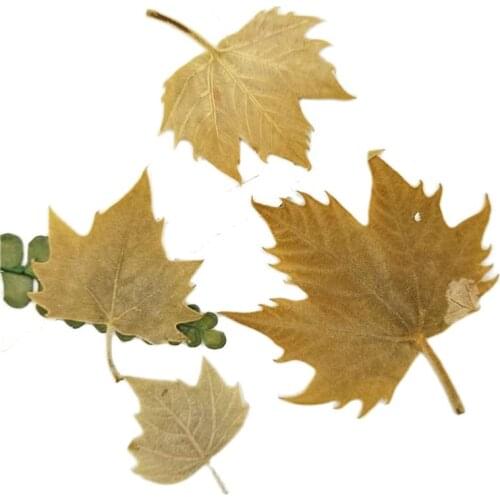 Sycamore Leaves for Home decoration free shipment 1 pack /10bags(80pcs)