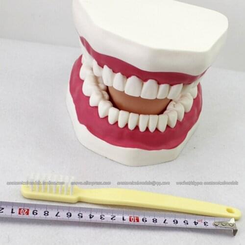CMAM/12562 Dental- Oral hygiene model, Human Oral Dental Medical Teaching Anatomical Model
