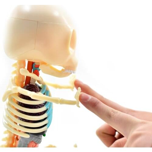 Big Bear 4D Master Artist Jason Freeny Puzzle Assembly Toy Perspective Skeleton Anatomical Model