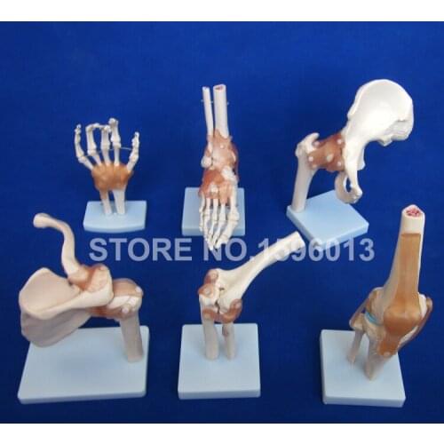 HOT Human Joint Series Model, Human Shoulder,Elbow,Hip,Knee,Hand and Foot Joint Bone Models