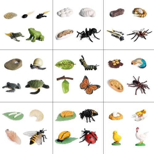 Simulation Animals Growth Cycle Model Butterfly Hen Turtle FrogSpider Action Figures Figurine Lovely Baby Gift Educational Kids