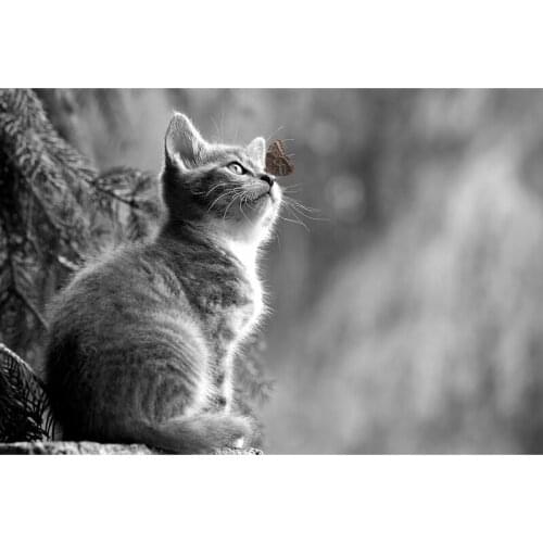 5d Diy Diamond Painting Cat Broderie Diamant Cartoon Diamond Cross Stitch American Style Home Wall Decor painting