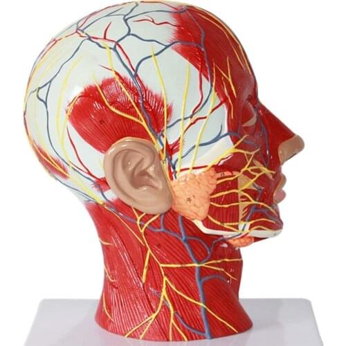 Human Skull Anatomy Model Human Skull With Muscle and Nerve Blood Vessel Head Section Brain Neural Learning Model