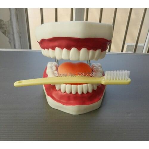 Dental Care Model (32 Teeth),Oral Care Model ,Tooth Model