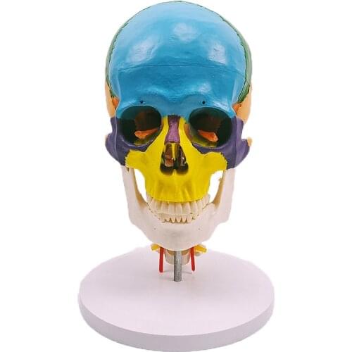 Human Skull Brain Head Model Medical Anatomy Model Medical Science Teaching Resources Dropshipping