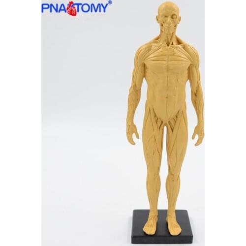 30cm Muscular figure model human muscle anatomy Artistic sketches tool Gym decoration colored with base human anatomy model