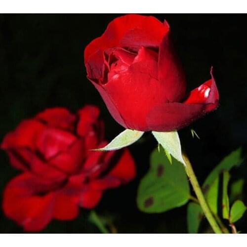 5D DIY Diamond Painting flowers Scenery Full Round Diamond Embroidery Cross stitch Diamond crystal Wall Painting Crafts Decor