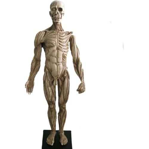 45cm human musculoskeletal Anatomical model sculpture medical reference 3Dmax model CG design painting by copying Arts