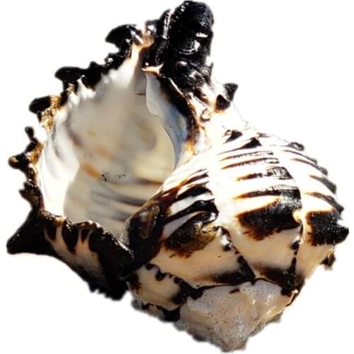 Large Natural Sea Shells Ocean Conch 3-4 inches Seashells Perfect for Wedding Decor Beach Theme Party Home Decorations