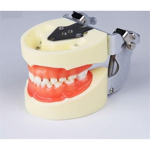 Dental Education Teeth Model M7014 Standard Child Teeth Model With 24PCS Teeth Soft Gum Dental Lab Teeth Model Kids Teeth Model