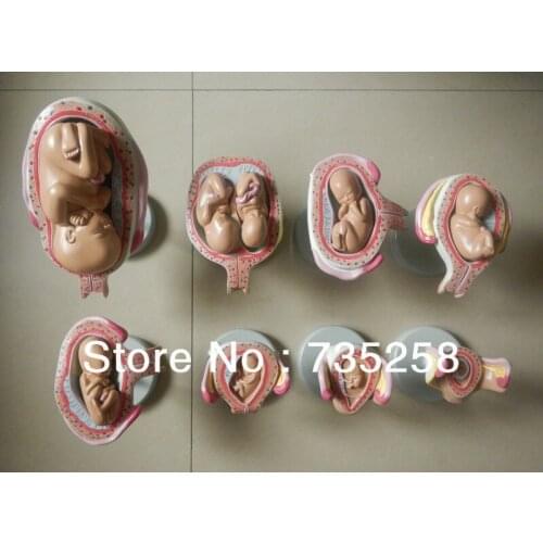 Eight Parts Pregnancy Fetal Development Process Model ,Pregnancy Fetal Development Process Model